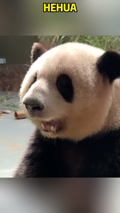 熊猫花花夏日宅家的一天 #panda #redpanda夕消 #cute #redpanda夕消 #上野パンダ #animals #funny #cutepanda #pets #zoo