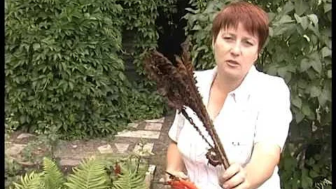 Страусник – садовый папоротник