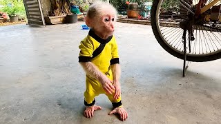 Unbelievable, smart baby monkey KuBin survive on their own when at home alone by Monkey KuBin 6,808 views 2 weeks ago 8 minutes, 14 seconds