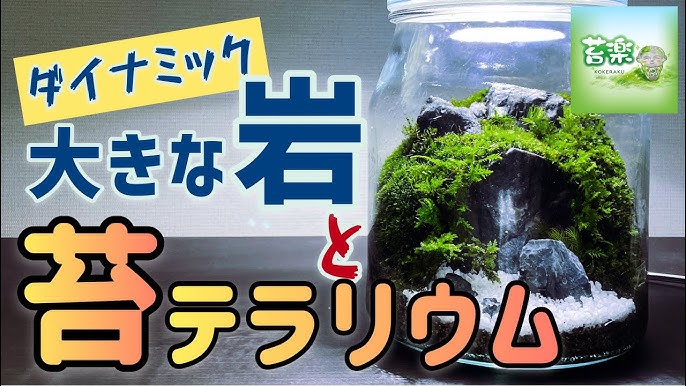お手軽 簡単 苔リウム ダイソー新商品 Youtube お手軽 簡単 苔リウム ダイソー新商品 Youtube