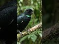 "This Bird Spent 6 Years Practicing a Dance. She Decided in 3 Seconds."
