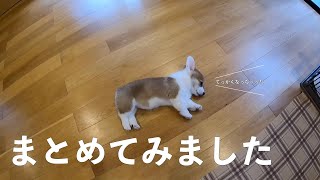 【こんなに大きくなるの】コーギー子犬のヶ月間を分間でどうぞ【コーギ犬まる】