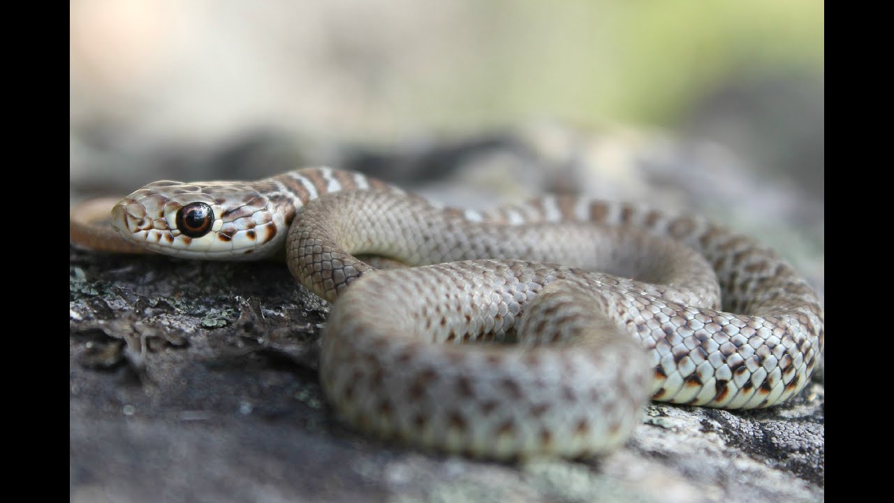 rare snakes in florida Herping Canada's Desert: Baby Racer