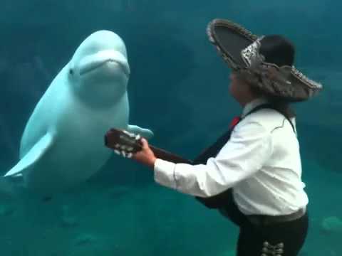 Mariachi Connecticut Serenades a Beluga Whale