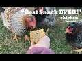 DIY Flock Block-Chicken Treat | Gurney’s Strawberry Order Unboxing