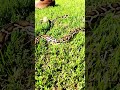 BURMESE Pythons Nibbles Outside.