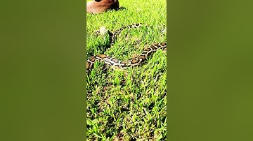 BIRMAANSE Pythons knabbelen buiten.