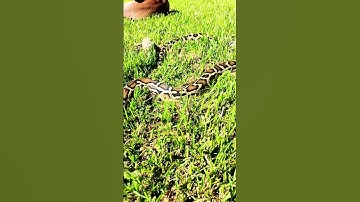 BIRMAANSE Pythons knabbelen buiten.