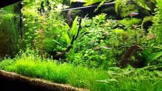 pearling plants.
