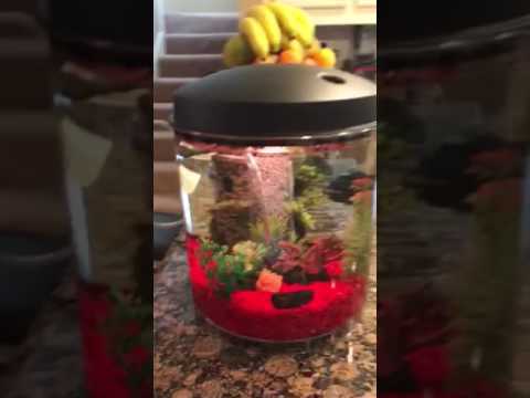 imagitarium freshwater aquarium 2.2