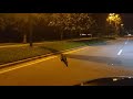 Alligator crossing the street in Sarasota