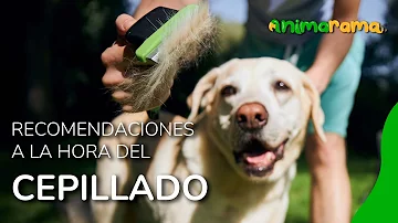 ¿Con qué frecuencia debo cepillar el pelo de mi perro?