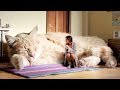 THE BIGGEST CATS In The World