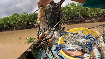 Te Tôm Càng Sông| Thật Bất Ngờ Khi Trúng Mánh Nhiều Tôm Càng Xanh Nằm Ẩn Mình Dưới Lớp Lá Cây||TCNTV