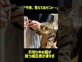 爪切り中の猫が放つ威圧感が凄すぎ #youtubeショート #cat #猫 #猫のいる暮らし #ねこ #猫好きさんと繋がりたい #保護猫 #猫のいる生活 #子猫 #元気になる動画