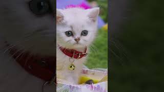 Cat Wearing Socks For The First Time 😂 #shorts #funnyanimals