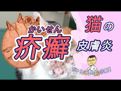 【獣医／猫／疥癬症】超かゆい‼－実例の映像を多数紹介