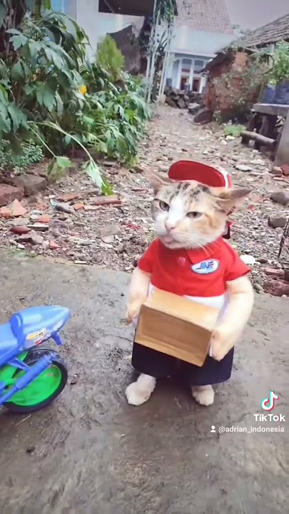 PART 2 MEME KURIR KUCING YG BELUM NONTON PART 1 SILAHKAN #memes