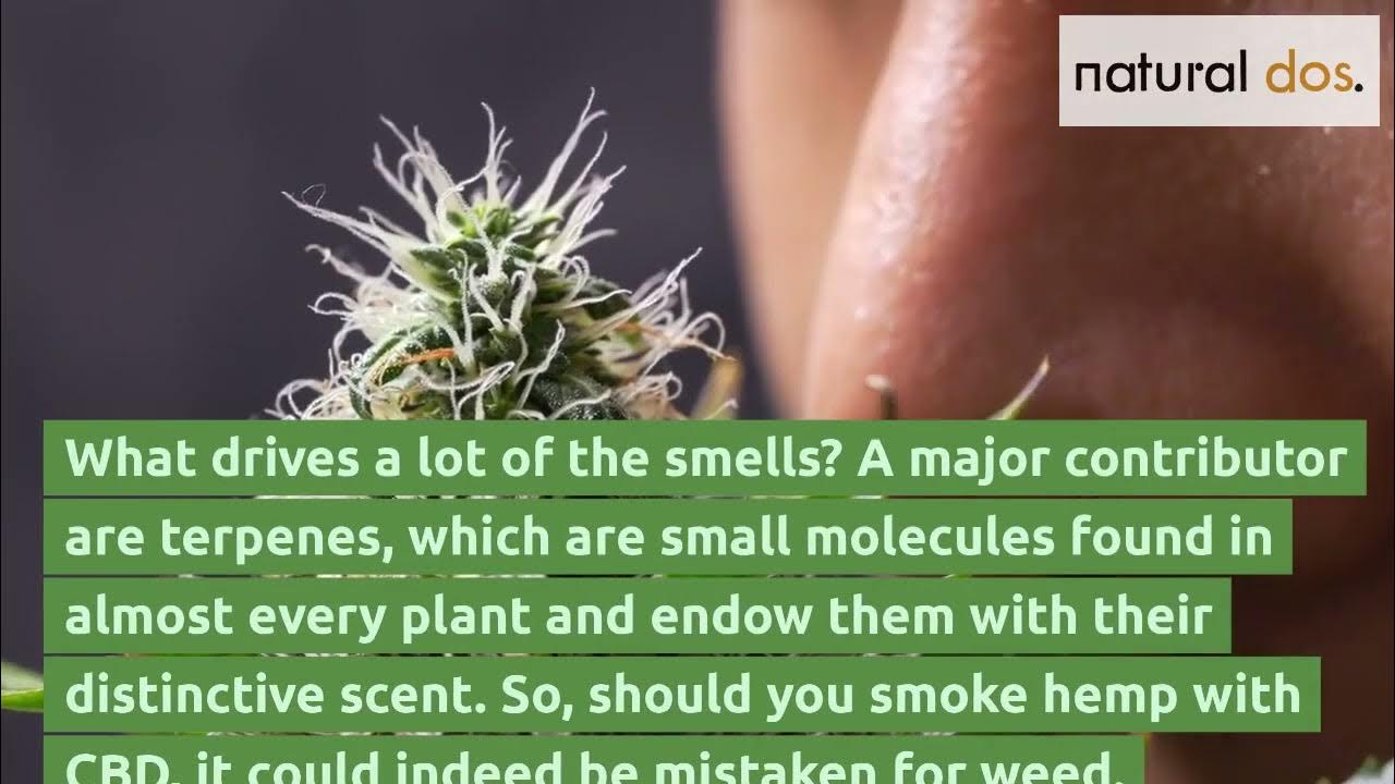 Does CBD Hemp smell like weed when smoked? YouTube