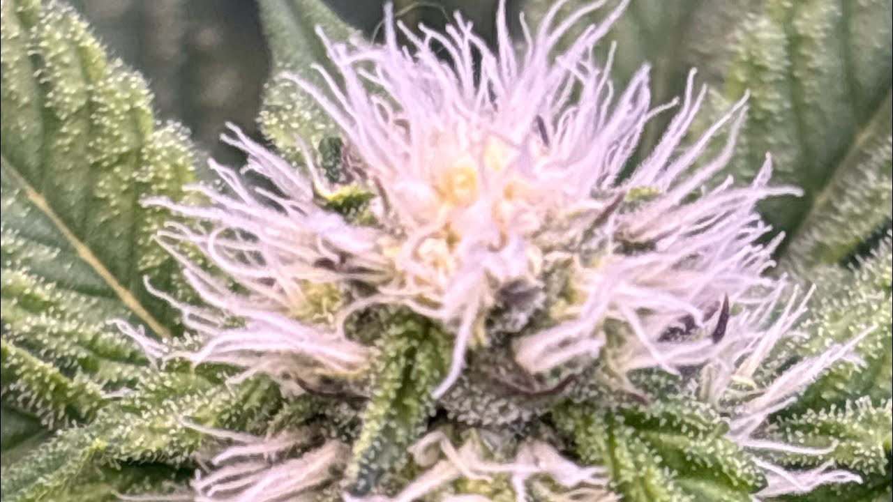 Четвертая неделя цветения при проветриваемом растении. Выбеленные верхушки!?!? 😮