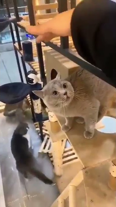 Original Alugalug Cat X The Kiffness (Soulful Singing Cat Live Looping Remix)