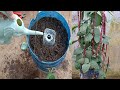 How To Grow Long Beans