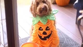 Adorable Puppy Changes Dress Multiple Times For Halloween to Get More Treats - 1061017