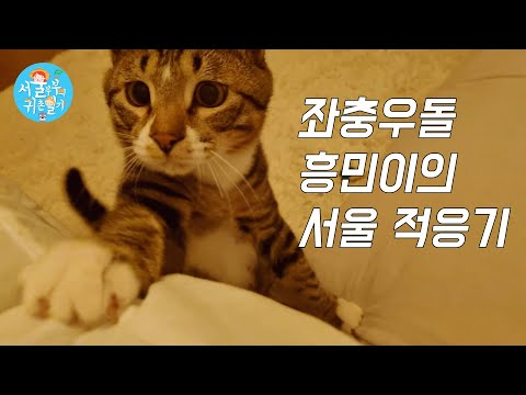 Video: Kan katten min spise tunfisk?