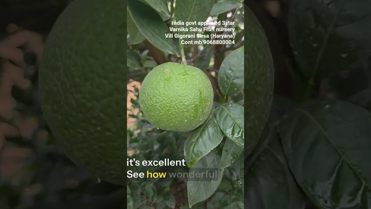 Blood Red Malta 🌿🍊🌳🙏