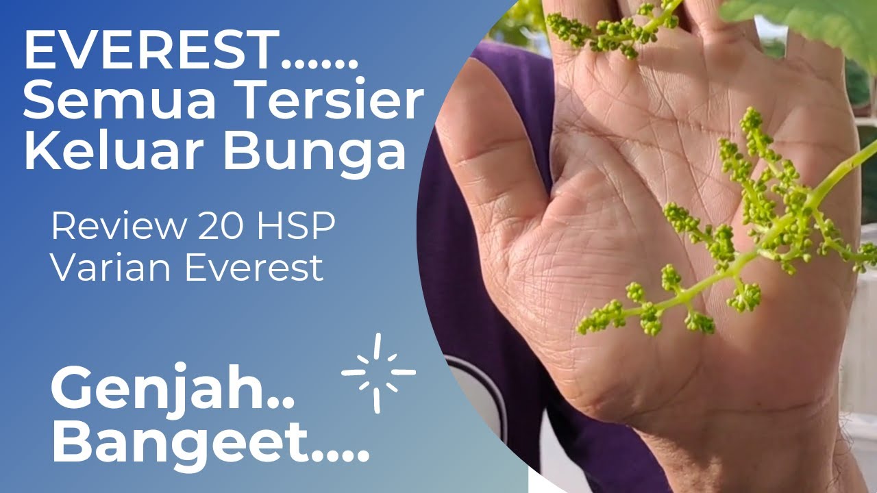 Rewiew hasil pangkas pembuahan anggur import varian Everest | 20 HSP semua tersier bawa bonus bunga.