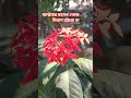 ওয়াজ #trending #viralvideo #shortsviral #viral #recipe #subscribe #shortsfeed #flowers
