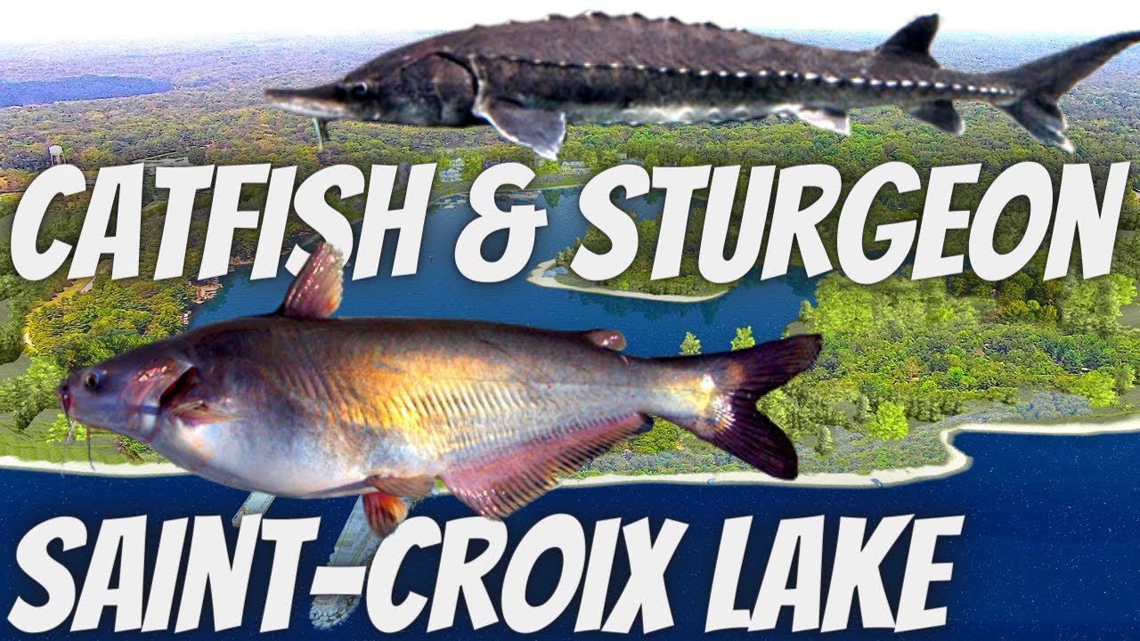 Fishing Planet SAINT CROIX LAKE Blue Catfish & Lake Sturgeon