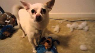 Chibi vs. Petsmart Hedgehog