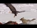 Coyote vs Bald Eagles | Yellowstone | BBC Earth