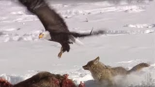 Coyote vs Bald Eagles | Yellowstone | BBC Earth