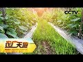《农广天地》说话算话 靠菜发家 20190409 | CCTV农业