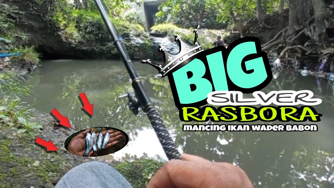 Silver RASBORA FISHING at river‼️sungai ini wadernya besar-besar ( micro fishing)