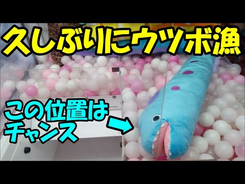 Ufoキャッチャー 久しぶりにウツボ漁 青ウツボのぬいぐるみが増えていたので獲ってきた Youtube