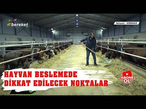 Hayvancılık Rehberi -