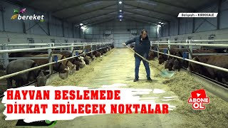 Hayvancılık Rehberi - Besiciliğin Püf Noktaları / 2.Bölüm