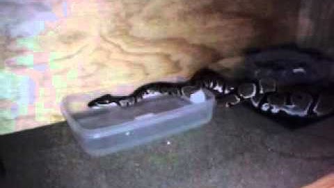 My ball python drinking water