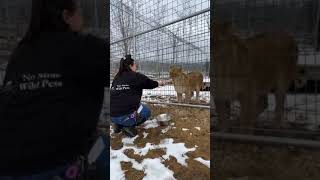 Meal Time LIVE with Pride || The Wildcat Sanctuary