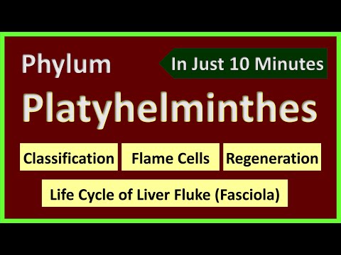 Phylum Platyhelminthes | Classification | Planaria structure | Regeneration | Life Cycle