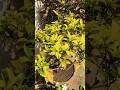 gold dust croton plant care tips 🍁#crotonplantcare #crotonplant #summergarden #ytshorts #plants