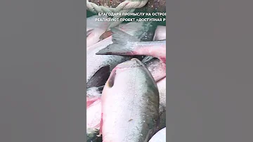 Лососевая путина на Сахалине