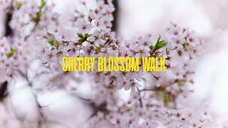 Beautiful Cherry Blossom Walk In Branch Brook Park NJ