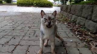 公園のよく鳴く野良猫、メチャメチャ甘えん坊でした。