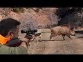 Ultimate monster boar hunts fearless dogs unbelievable action hunting hog