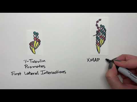 Building the cytoskeleton: