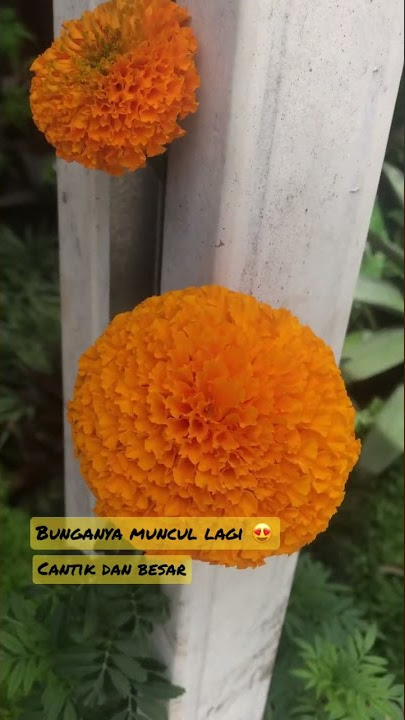 Mekar lagi dan Makin Cantik bunga Marigold 😍🪴 #shorts #marigold #flowers